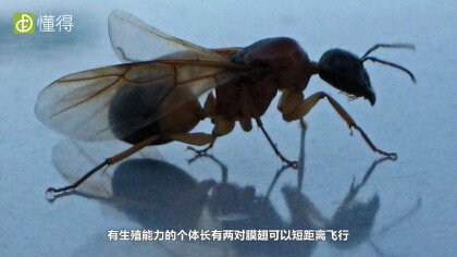 螞蟻的身體構造是什麼樣的（圖文）