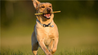 比特犬怕什麼犬