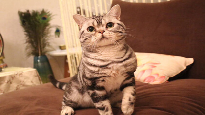 起司貓是什麼品種