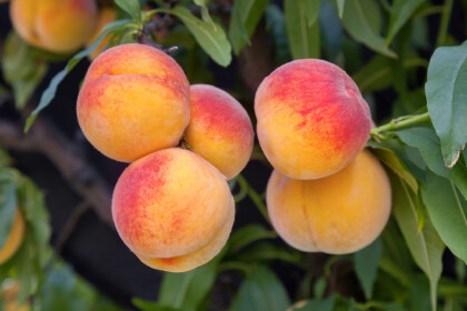 白桃和水蜜桃的區別