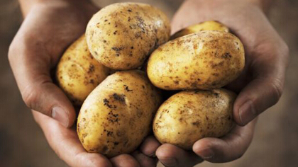 吃土豆會胖嗎