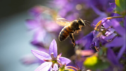 蜜蜂采蜜存在身體哪裡