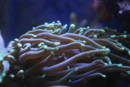 海竹珊瑚與珊瑚的區別