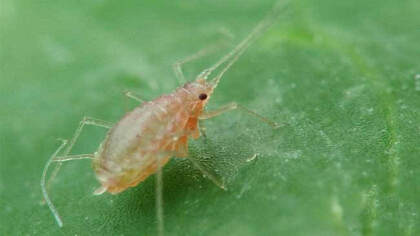 洗衣粉可以防治蚜蟲嗎
