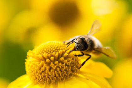 蜜蜂如何辨認回傢的路