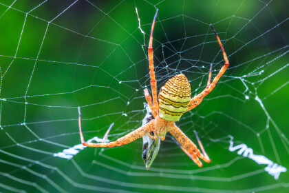 為什麼蜘蛛會吐絲