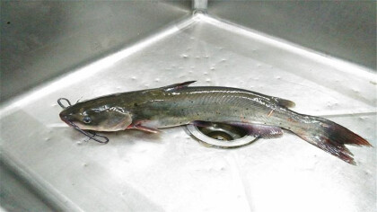 桂林劍骨魚是不是鯰魚