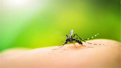 蚊子對大自然的益處