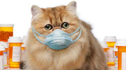 貓可以吃哪種小兒感冒藥