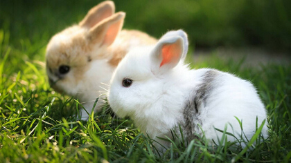 兔子公母有幾種分辨法