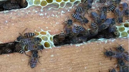 蜜蜂養殖技術