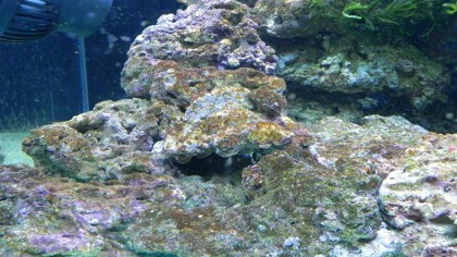 魚缸裡面長褐藻對魚有害嗎