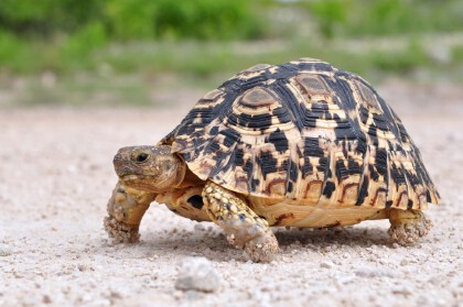 巴西龜和草龜哪個聰明
