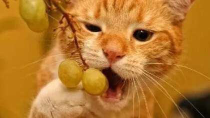 貓吃葡萄好不好