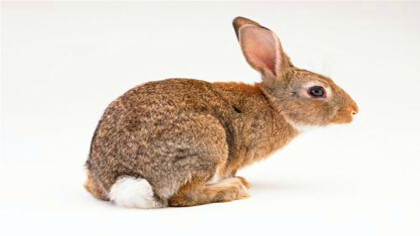 比利時兔子能長多少斤