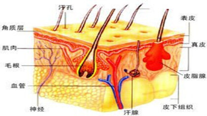 皮膚5大層每層的作用