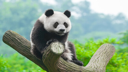 大熊貓以前叫什麼名字