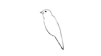 珍珠鳥簡筆畫怎麼畫
