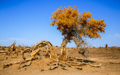 沙漠種樹的危害