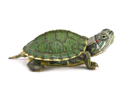 巴西龜是水龜還是半水龜