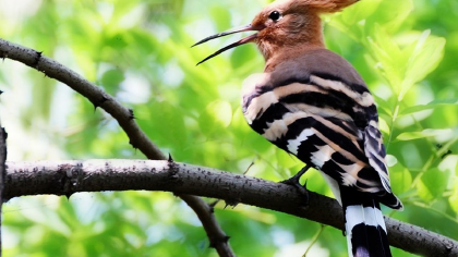 啄木鳥一般吃什麼糧食