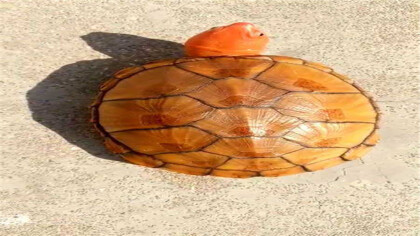 紅面蛋龜可以深水養嗎