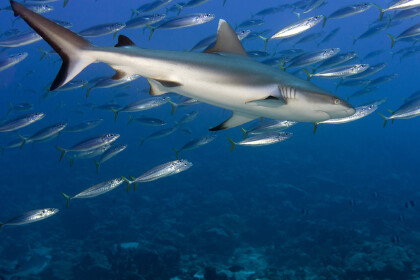 鯊魚種類有多少生活習性是什麼