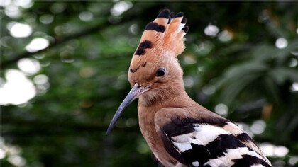 啄木鳥為什麼會吃小鳥的腦