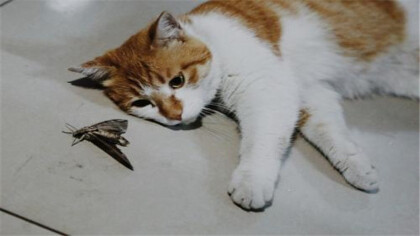 貓一般吃飛蛾會中毒嗎