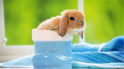 兔子避暑的方法是什麼