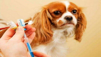 成年狗打疫苗能出門嗎