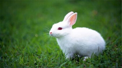 兔子長癬會傳染給人嗎