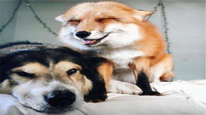 狐貍和狗能有後代嗎