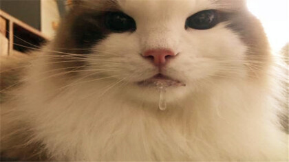 貓咪口炎初期的癥狀