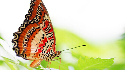 大孔雀蝶生活習性是什麼