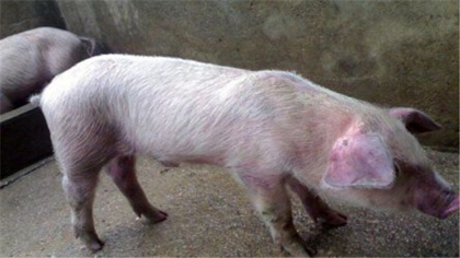 非洲豬瘟發病前期癥狀