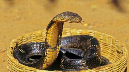 眼鏡王蛇有多毒