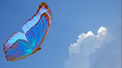 藍色蝴蝶的寓意和象征是什麼