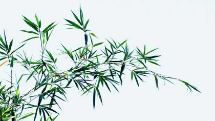 青竹是什麼植物
