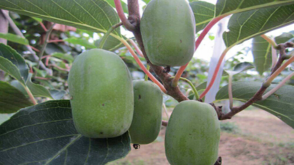 軟棗獼猴桃適合種植的地方