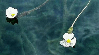瀘沽湖的水性楊花的花語是什麼