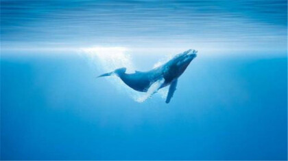 鯨魚在愛情裡象征什麼