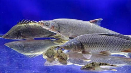 松江魚是什麼魚