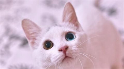 純白異瞳貓是什麼品種