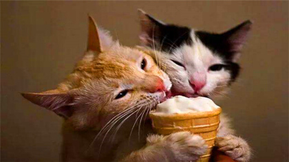 貓一般可以吃雪糕嗎