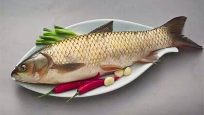 野生草魚和養殖草魚有什麼區別
