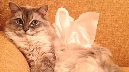 貓吃餐巾紙瞭要怎麼辦