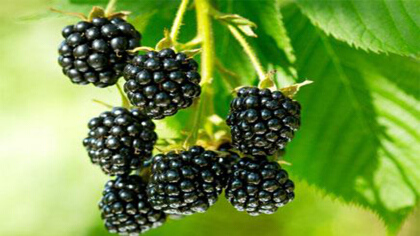 黑莓的功效與作用禁忌