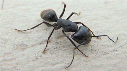 螞蟻的作用與功效是什麼