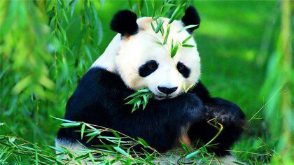 熊貓的特點和喜好